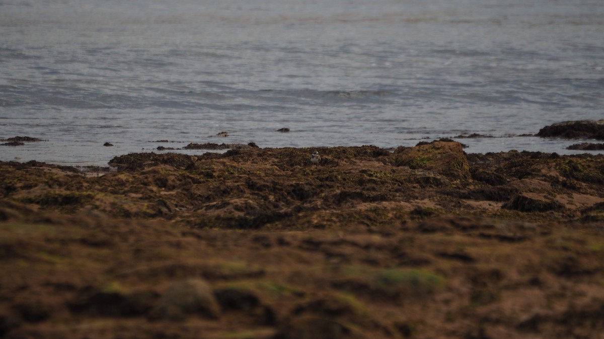 Chorlitejo Grande - ML644695579