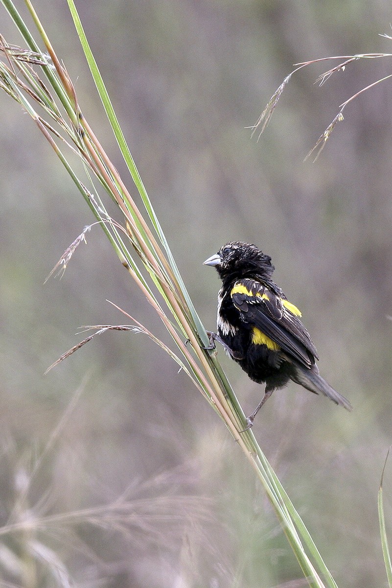 Obispo Culigualdo - ML644695581