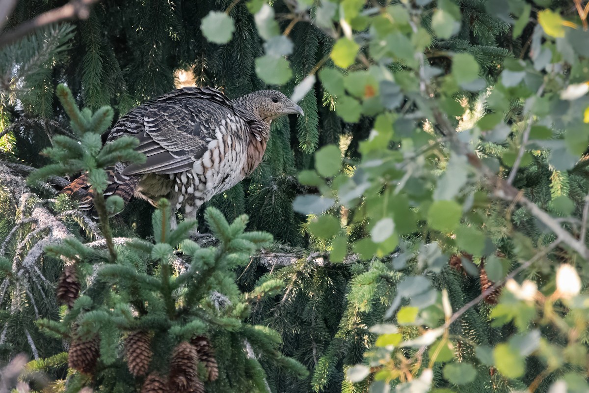 Urogallo Común - ML644695582