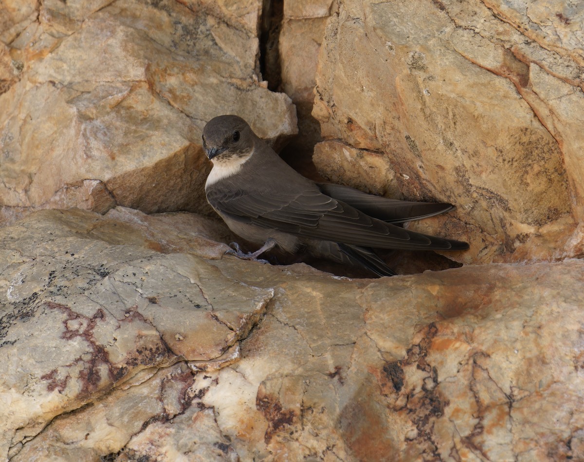 Hirondelle de rochers - ML644695588