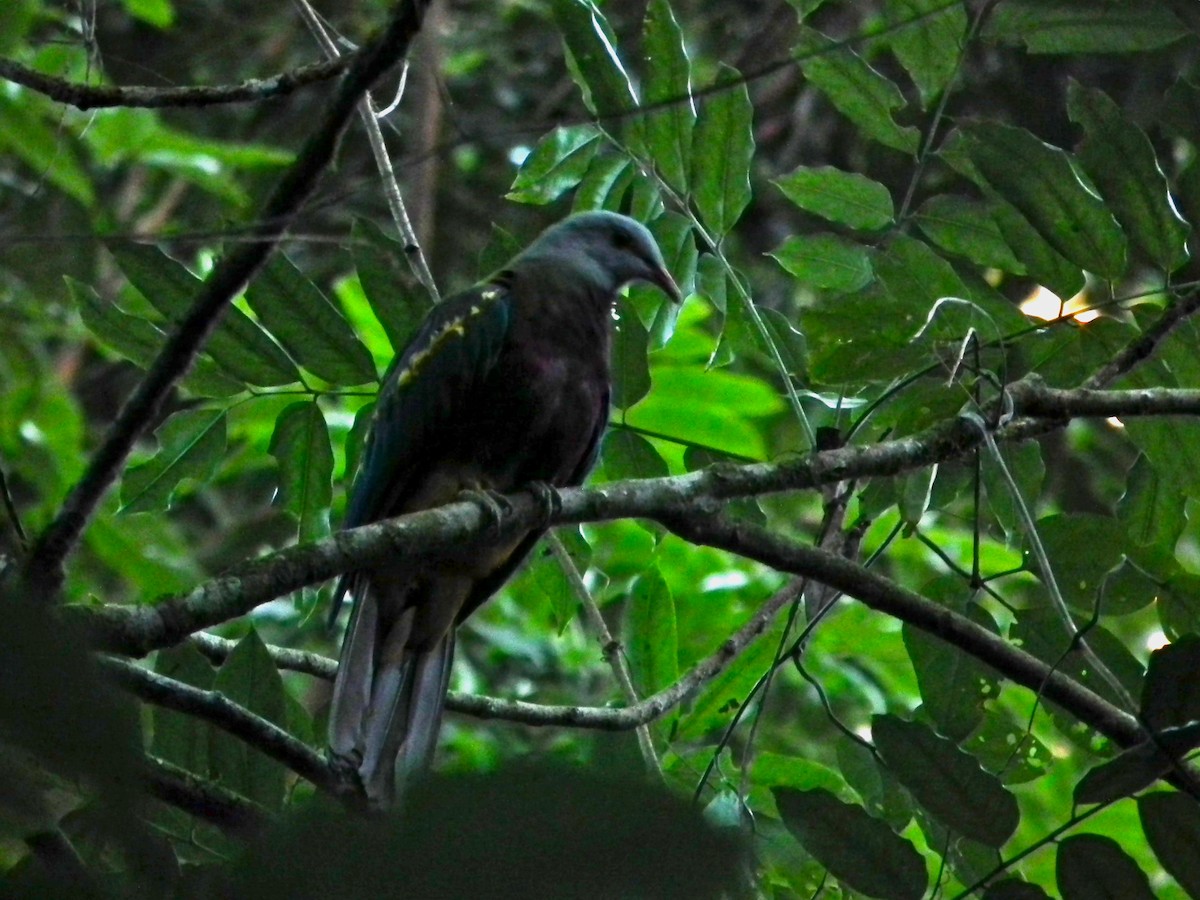 Wompoo Fruit-Dove - ML644695591