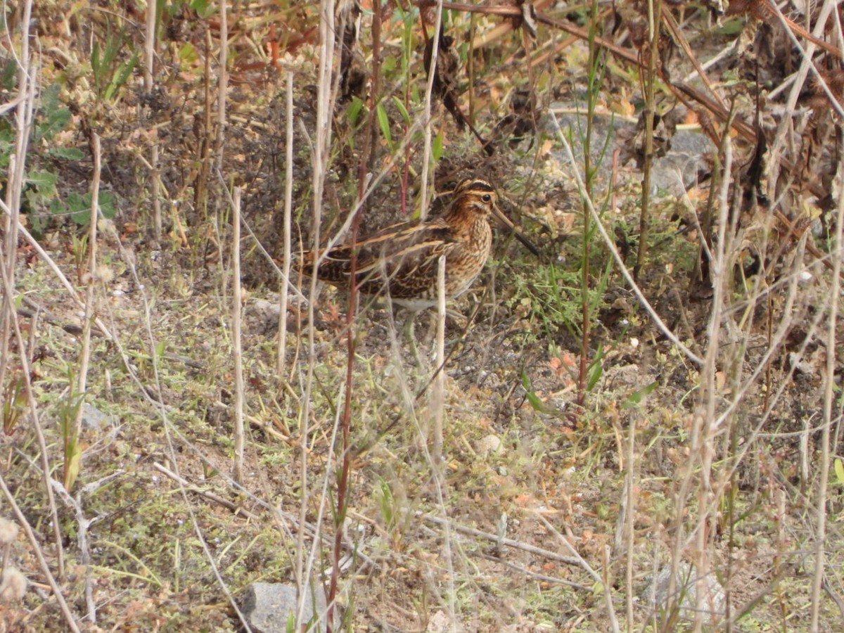 Common Snipe - ML644695600