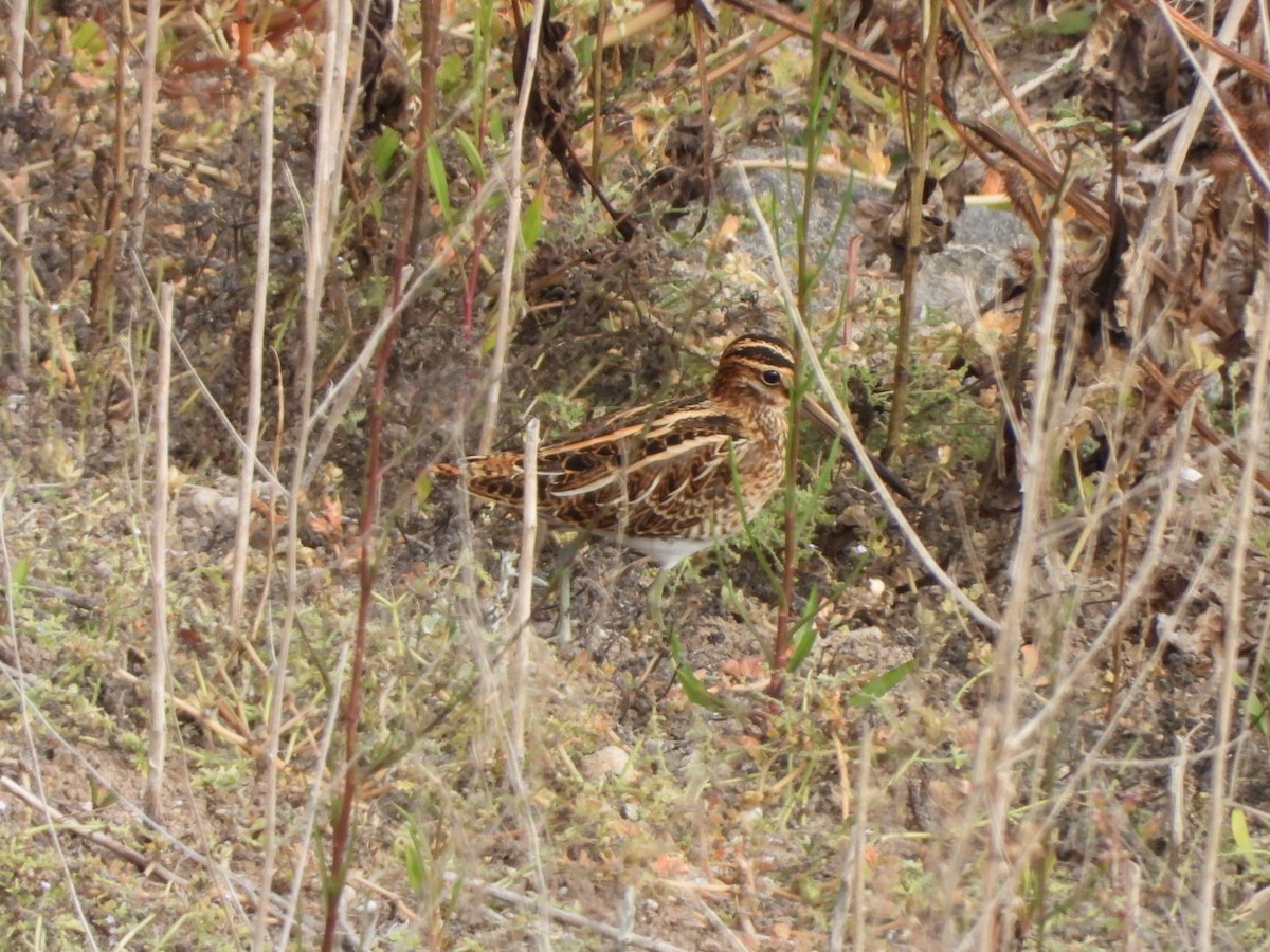 Common Snipe - ML644695601