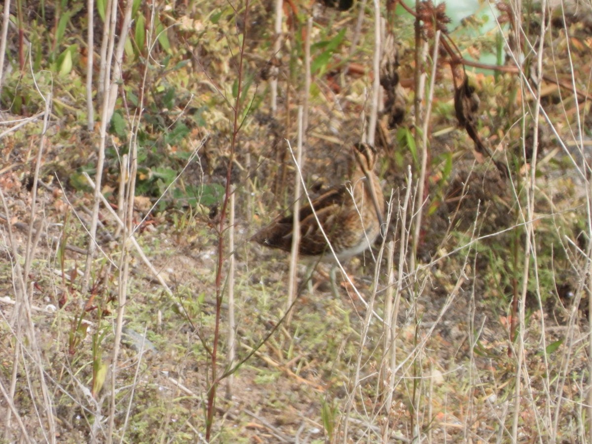 Common Snipe - ML644695603