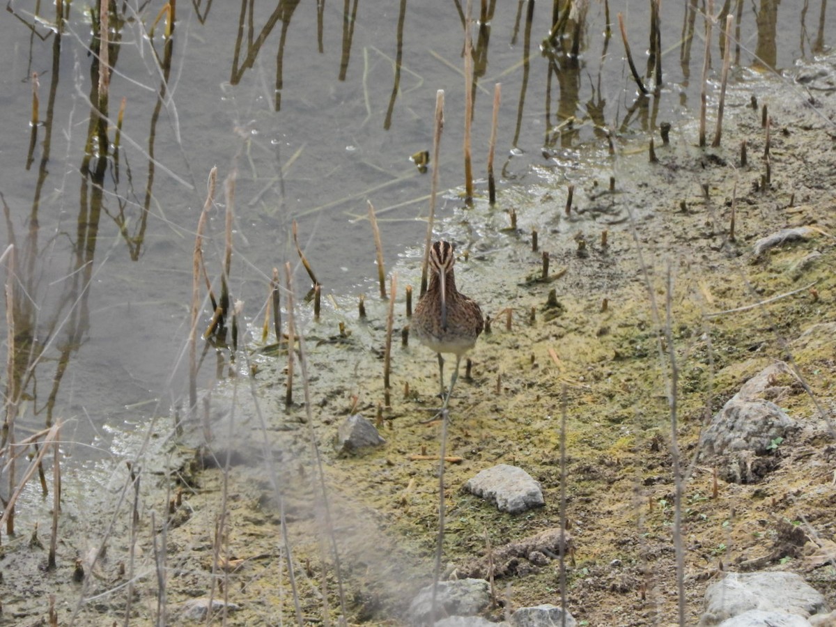 Common Snipe - ML644695604