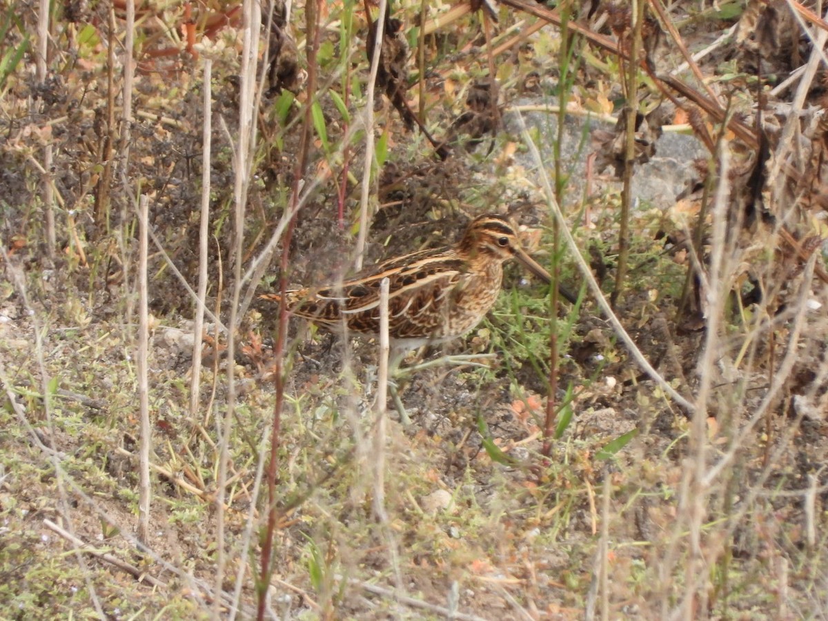 Common Snipe - ML644695606