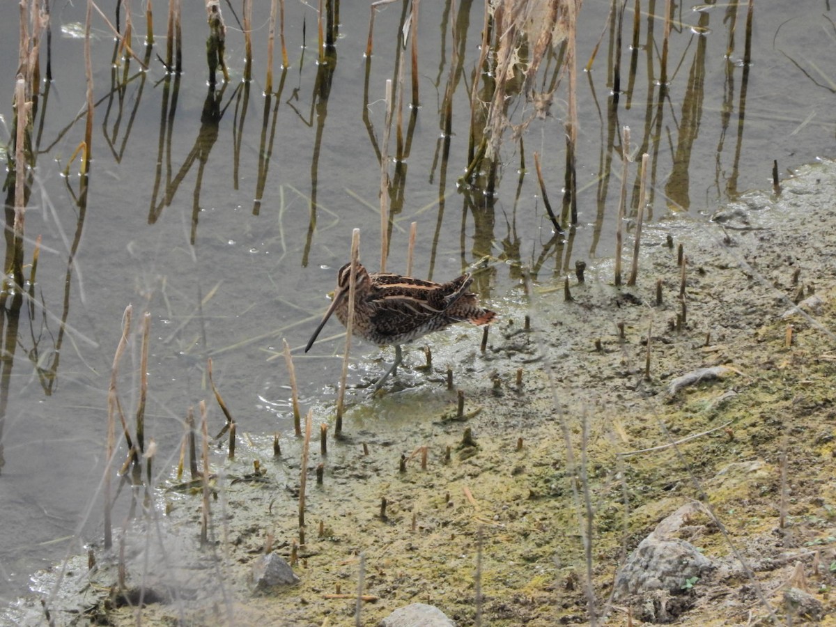 Common Snipe - ML644695607