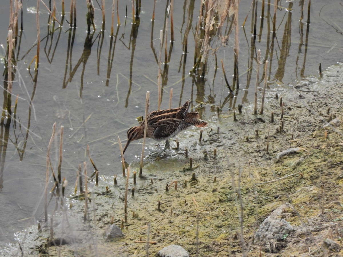 Common Snipe - ML644695608
