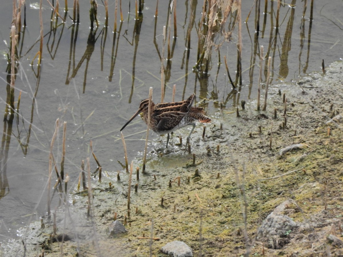 Common Snipe - ML644695609