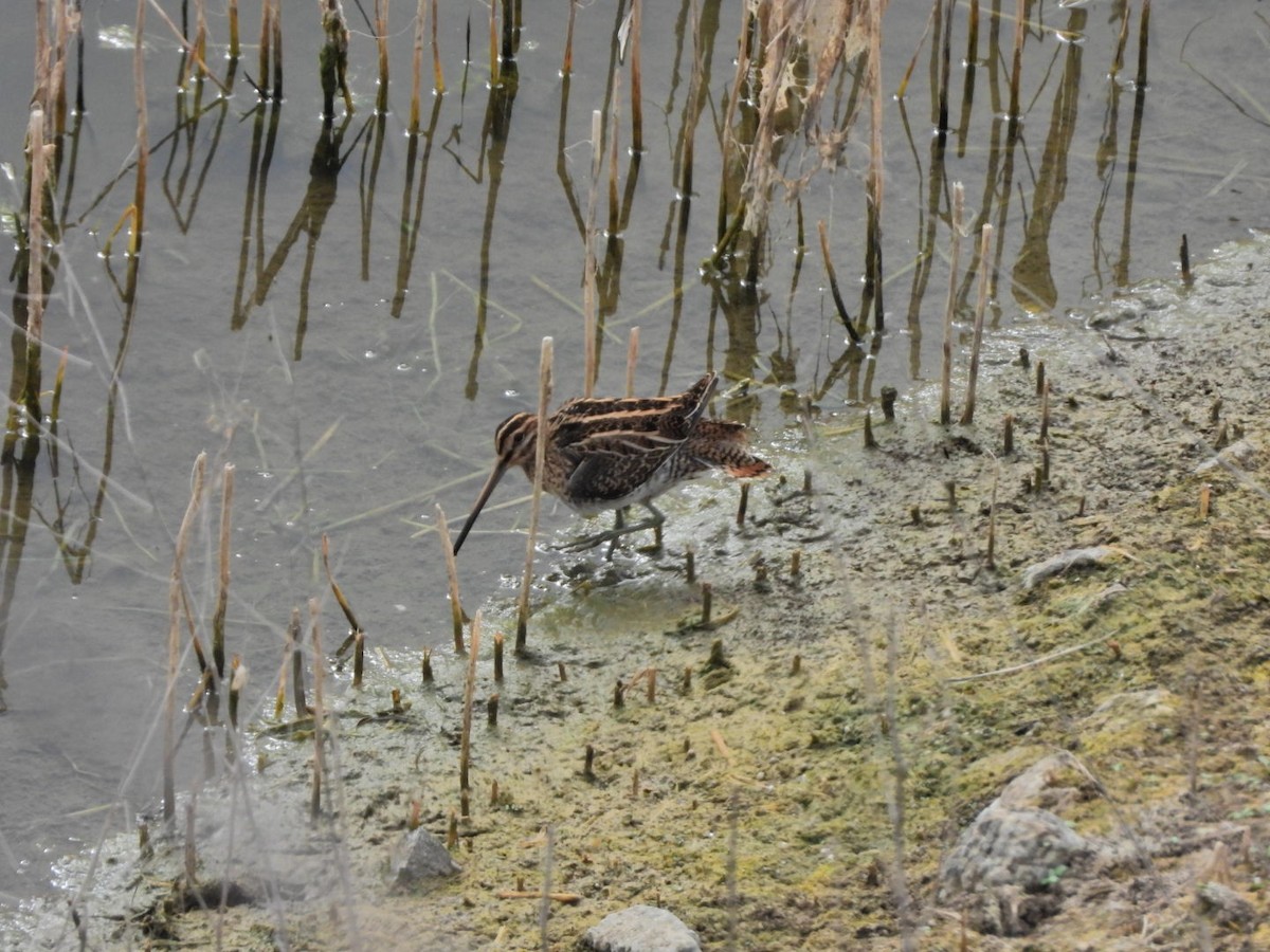 Common Snipe - ML644695610