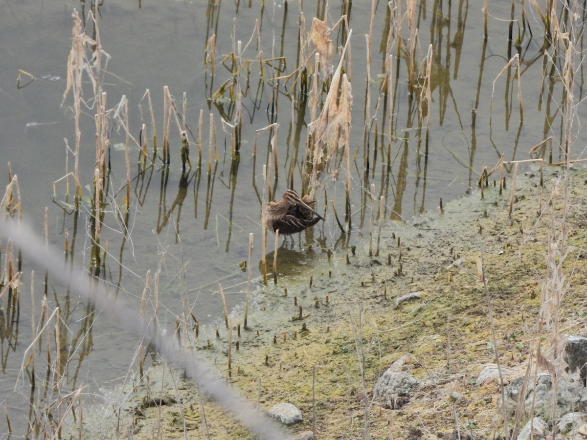 Common Snipe - ML644695611
