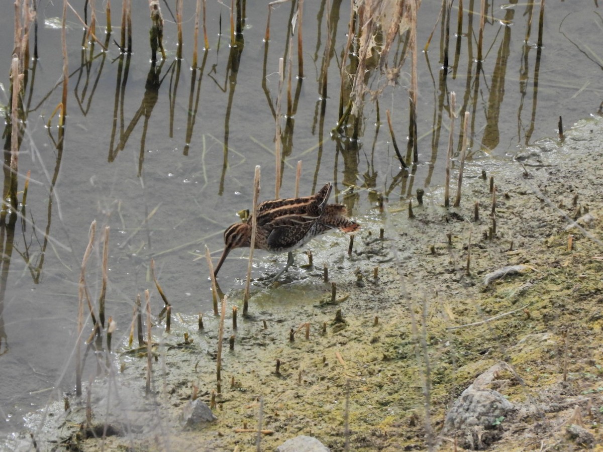 Common Snipe - ML644695612