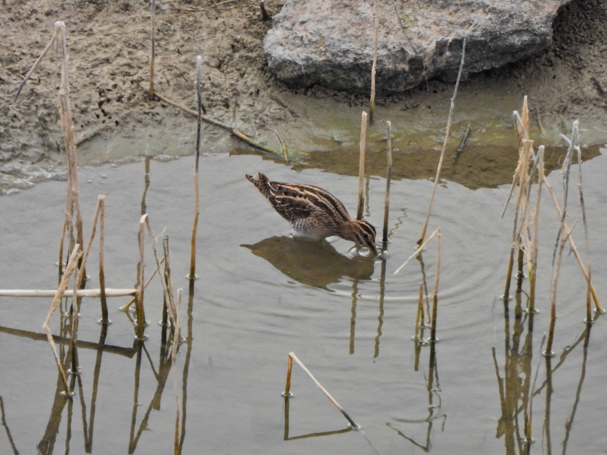 Common Snipe - ML644695613