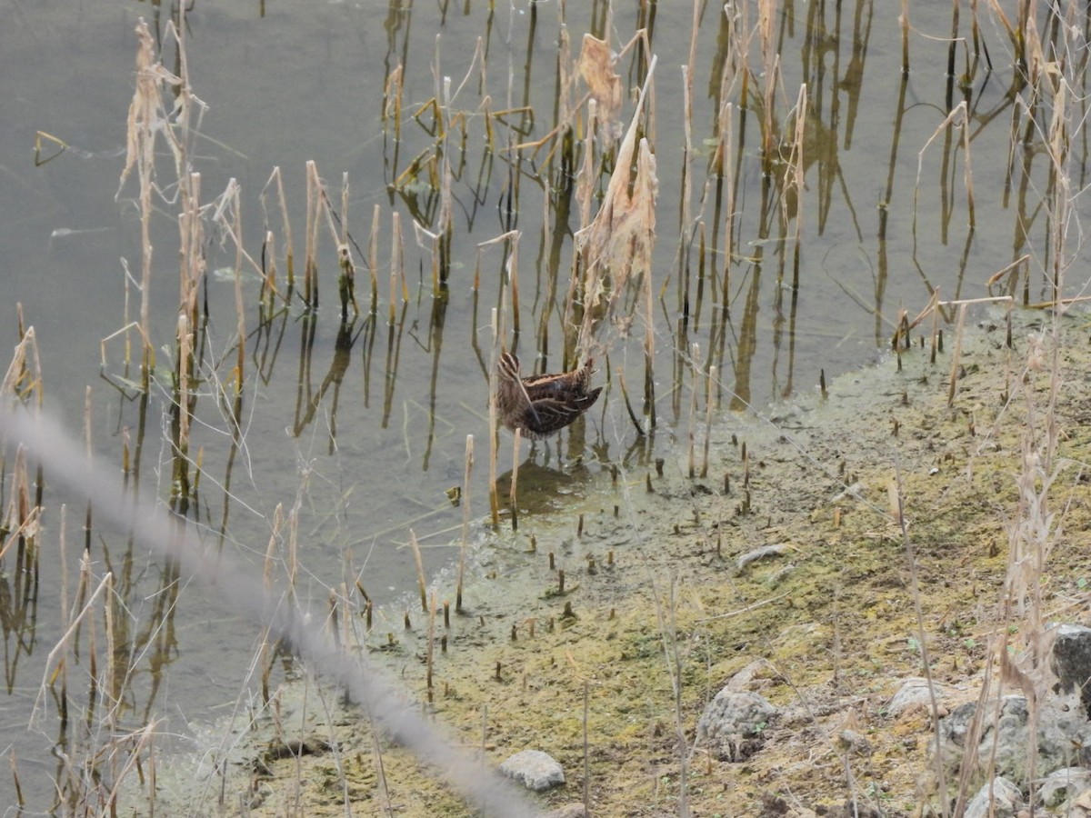 Common Snipe - ML644695614