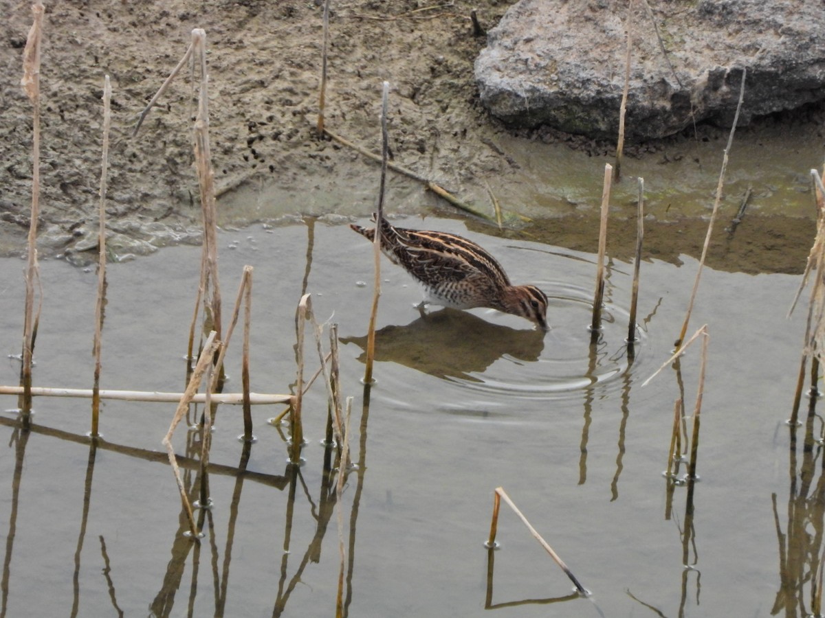 Common Snipe - ML644695615