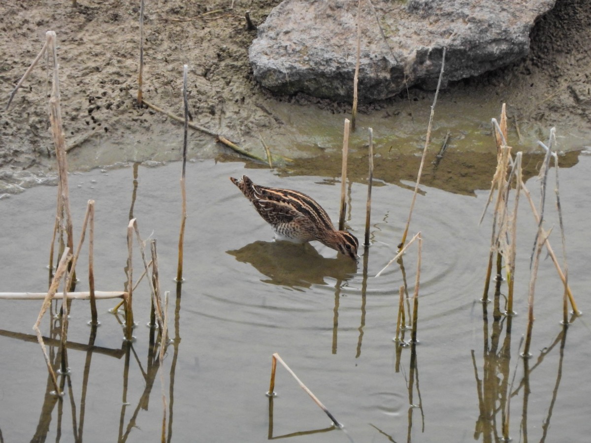 Common Snipe - ML644695616