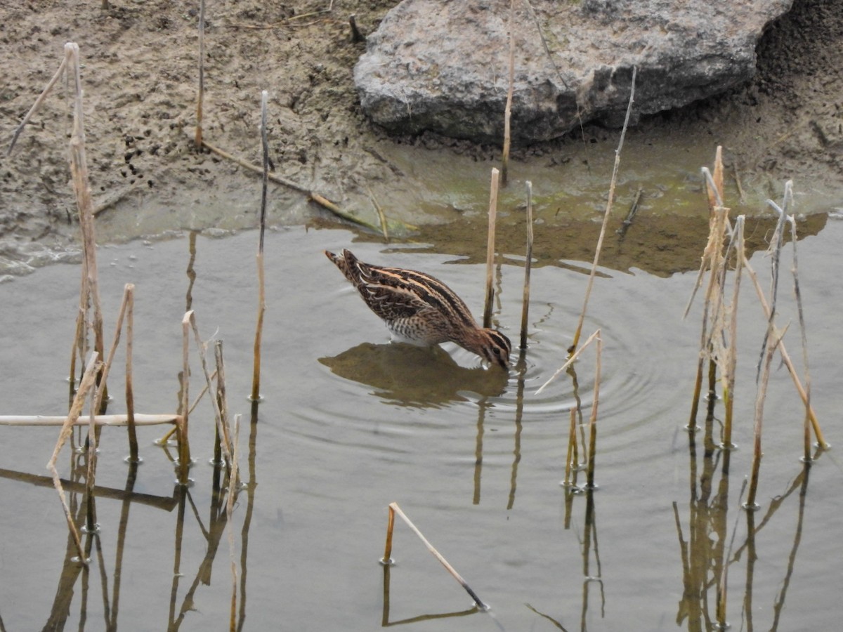 Common Snipe - ML644695617