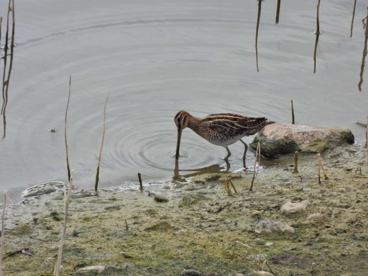 Common Snipe - ML644695618