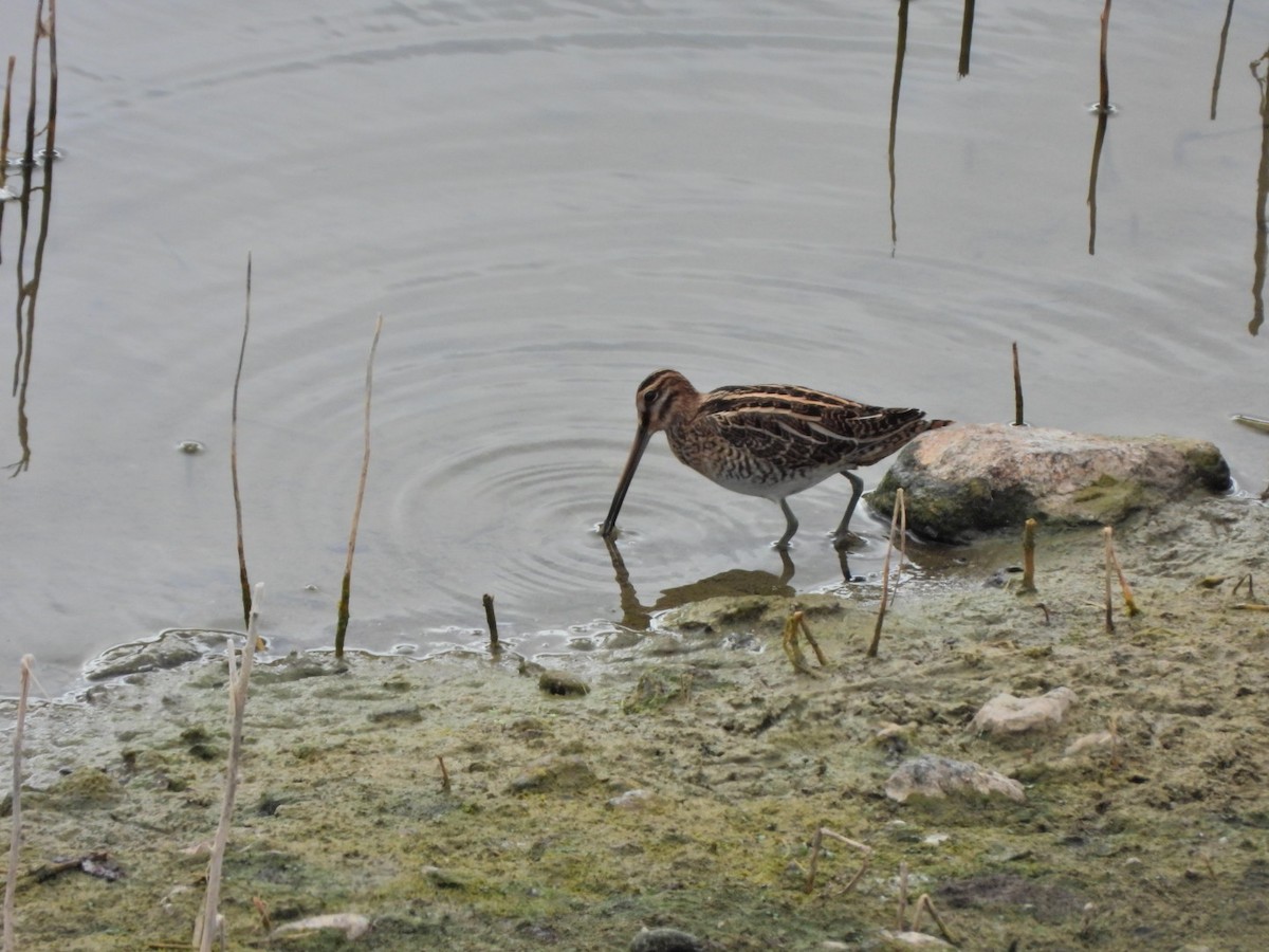 Common Snipe - ML644695619