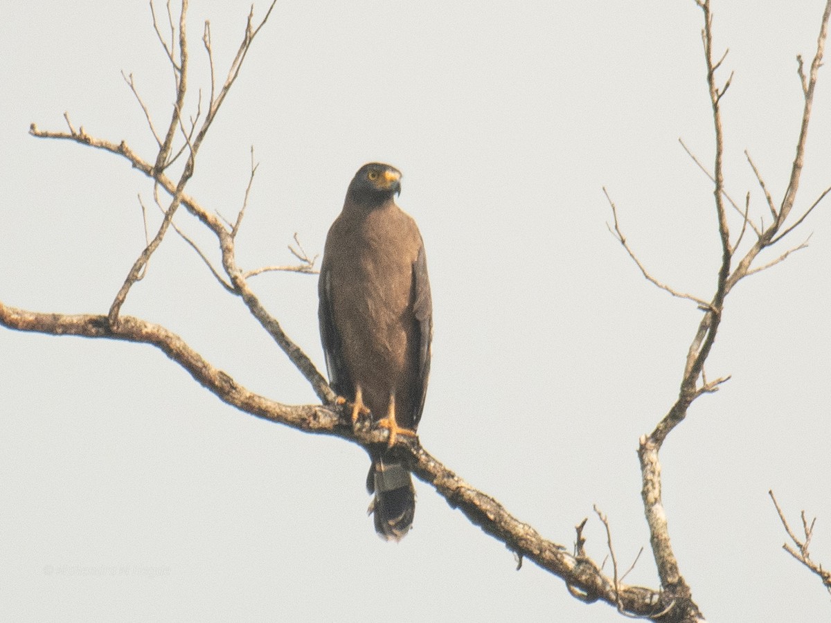 Crested Serpent-Eagle - ML644695622