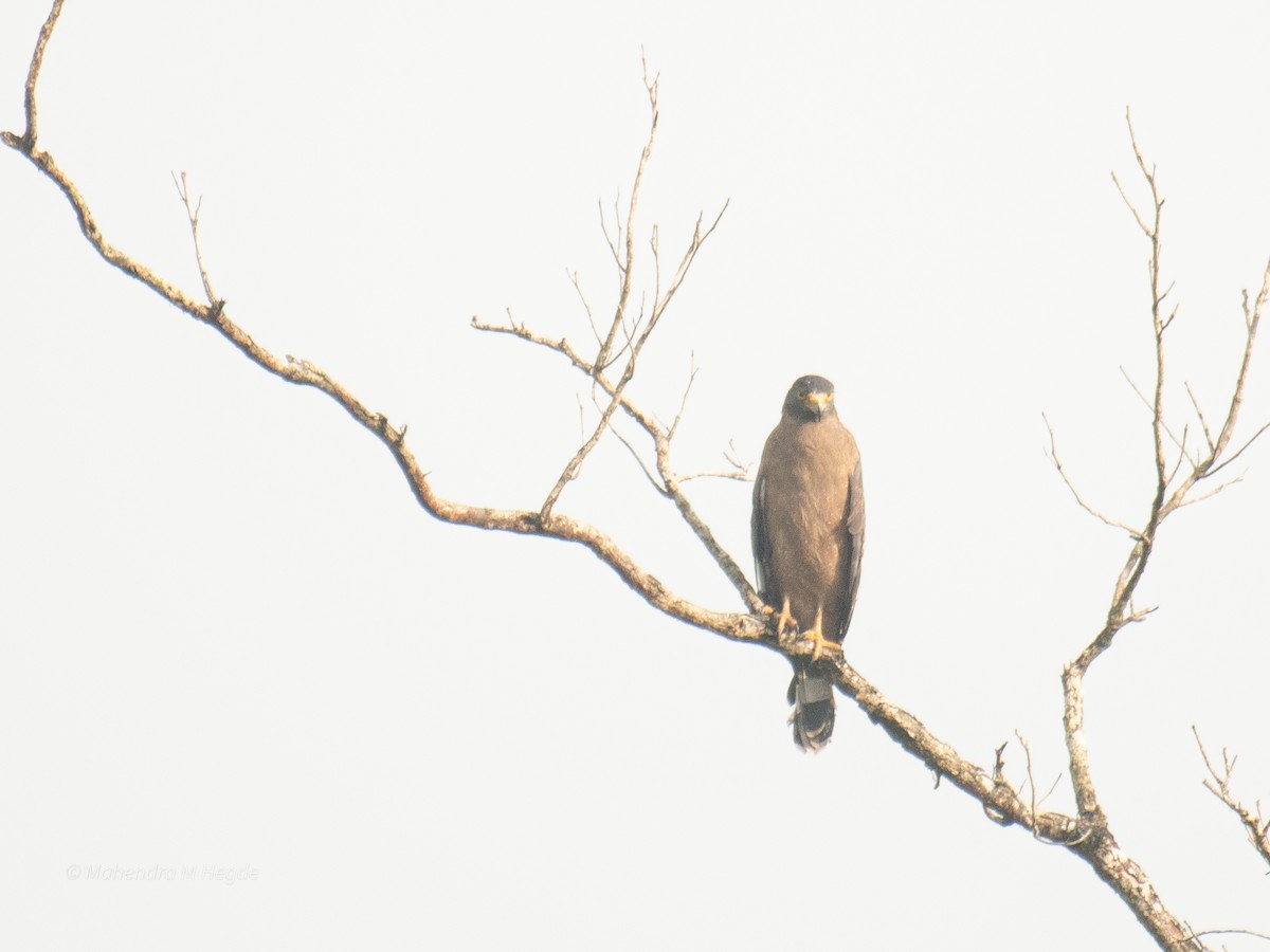 Crested Serpent-Eagle - ML644695643