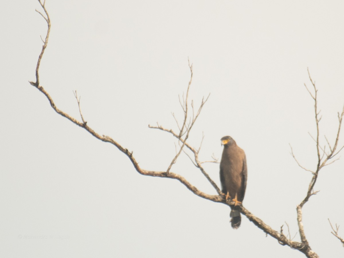 Crested Serpent-Eagle - ML644695644