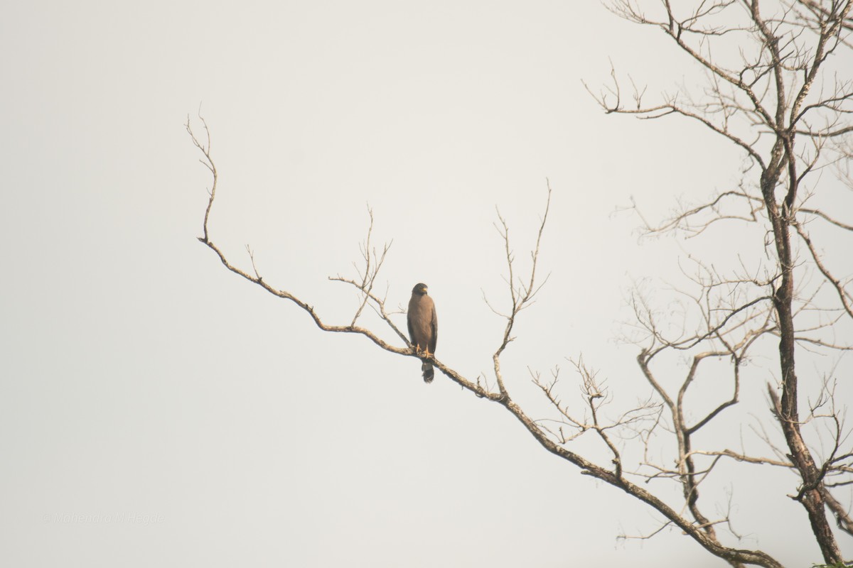 Crested Serpent-Eagle - ML644695645