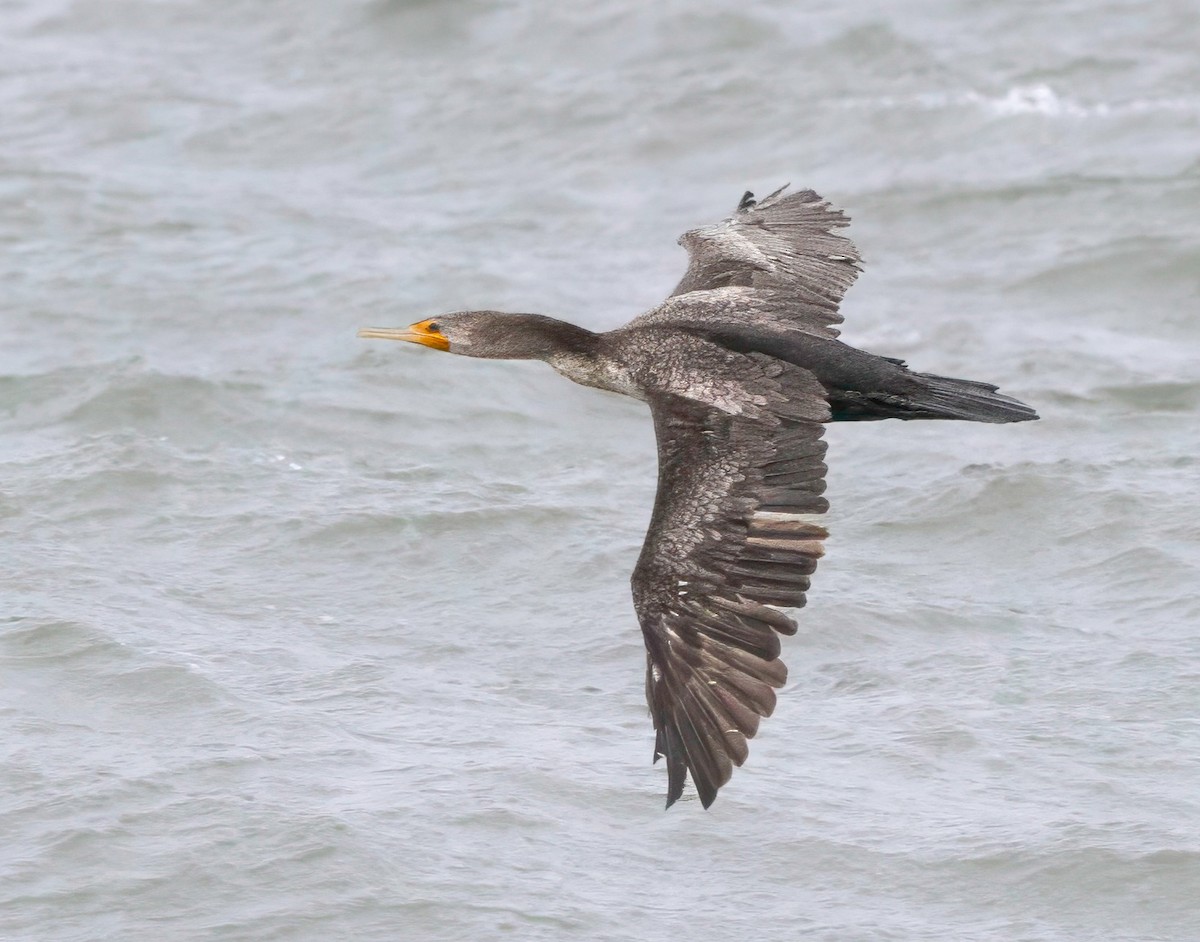 Cormoran à aigrettes - ML644695660