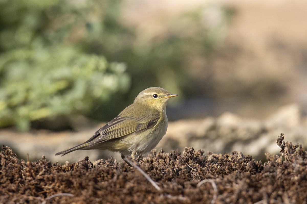 Pouillot fitis - ML644695670