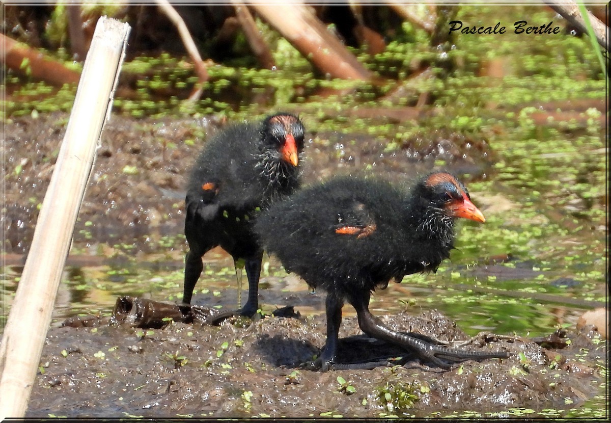 Common Gallinule - ML644695671