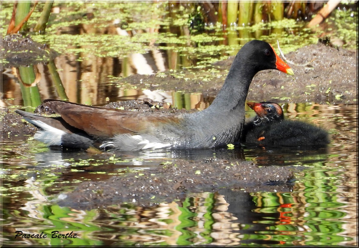 Common Gallinule - ML644695672