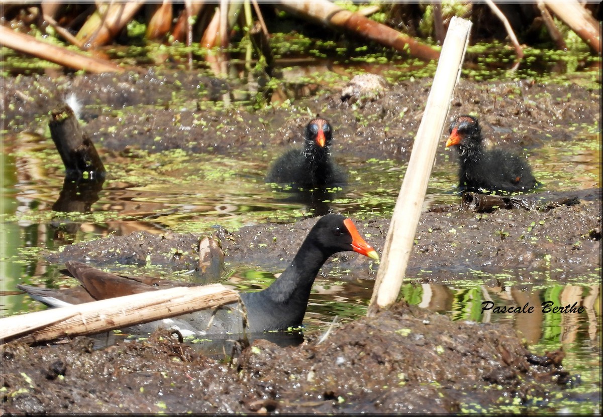 Common Gallinule - ML644695673