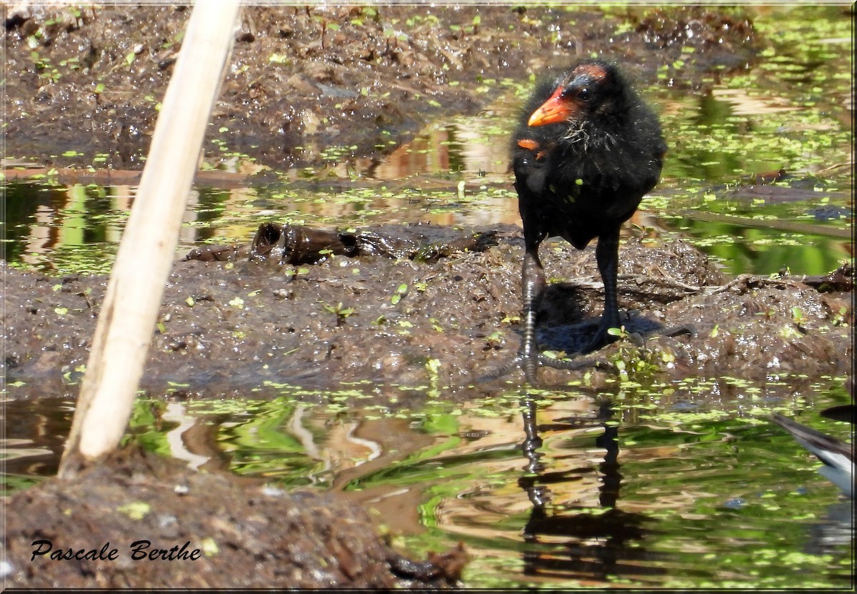 Common Gallinule - ML644695674