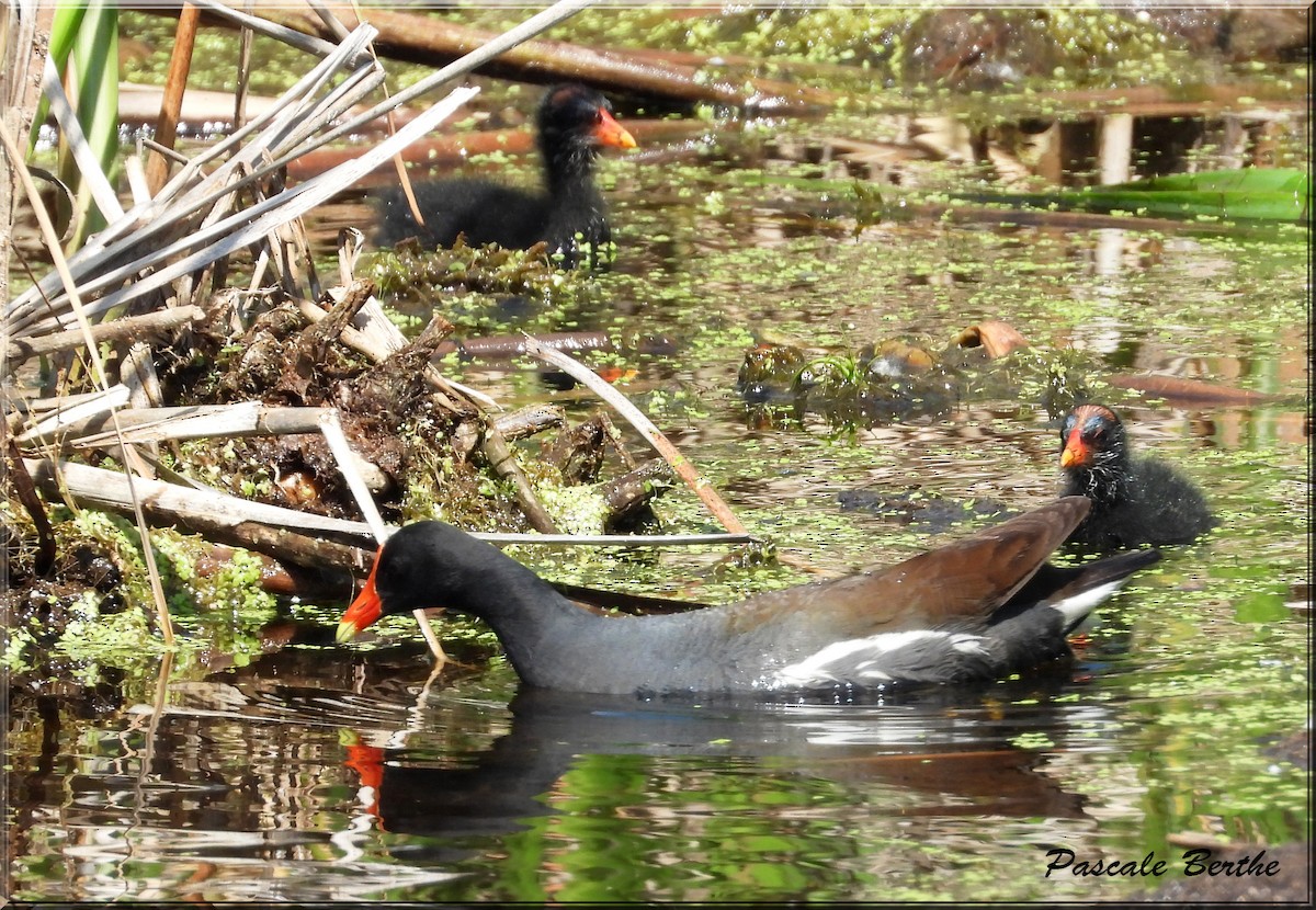 Common Gallinule - ML644695675