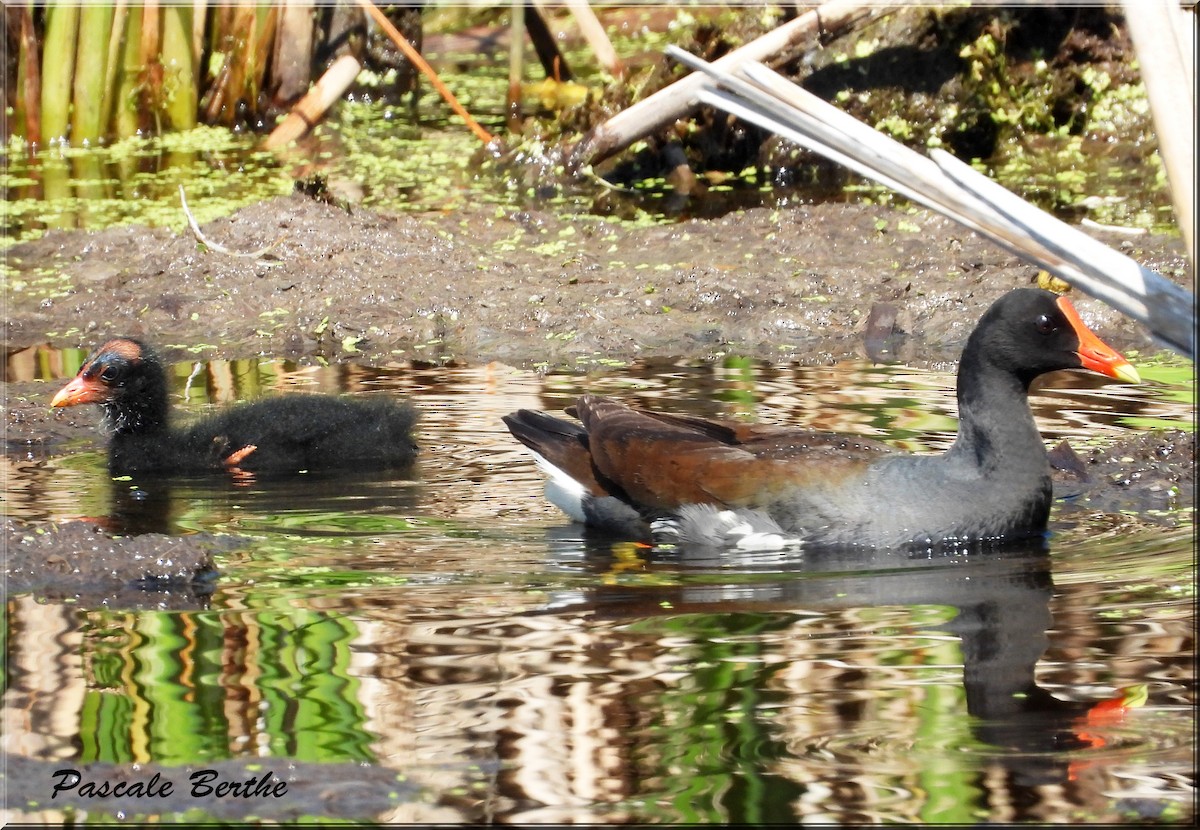 Common Gallinule - ML644695676