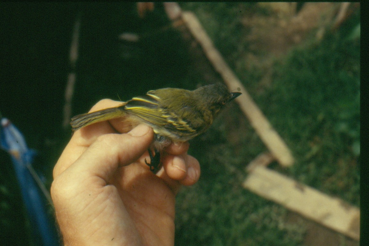 Orange-eyed Flatbill - ML644695681