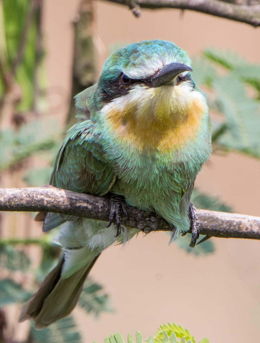 Blue-cheeked Bee-eater - ML644695699