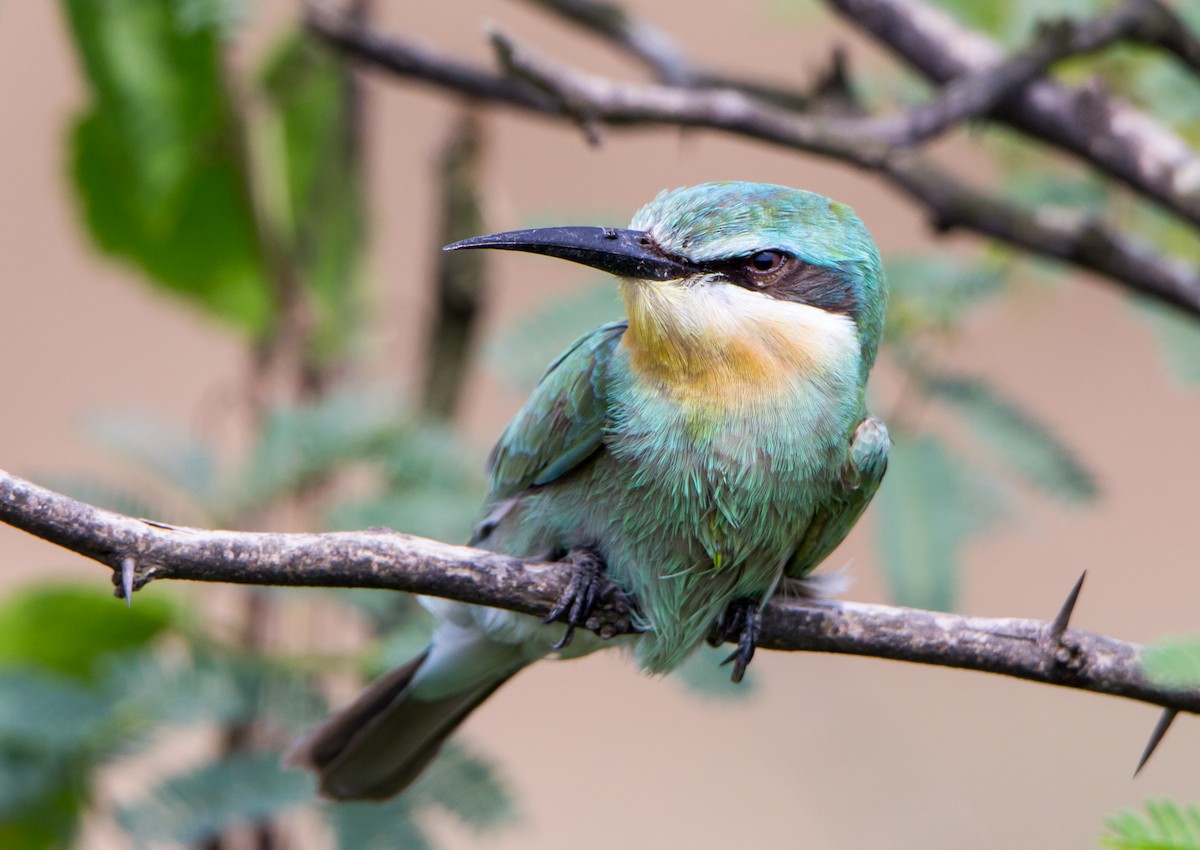 Blue-cheeked Bee-eater - ML644695700
