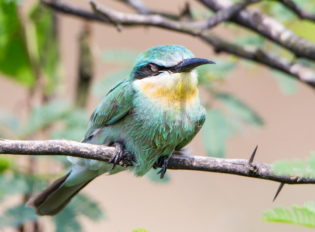 Blue-cheeked Bee-eater - ML644695701
