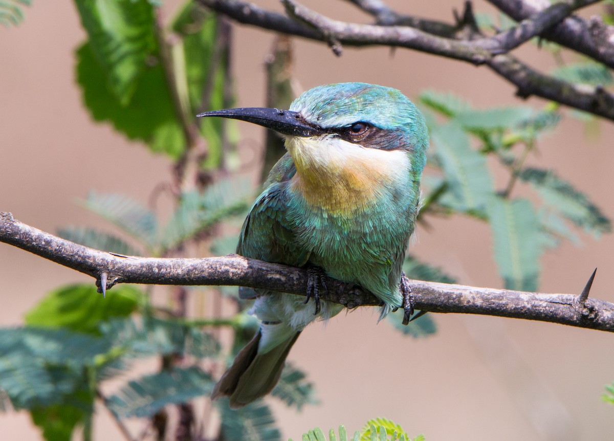 Blue-cheeked Bee-eater - ML644695702