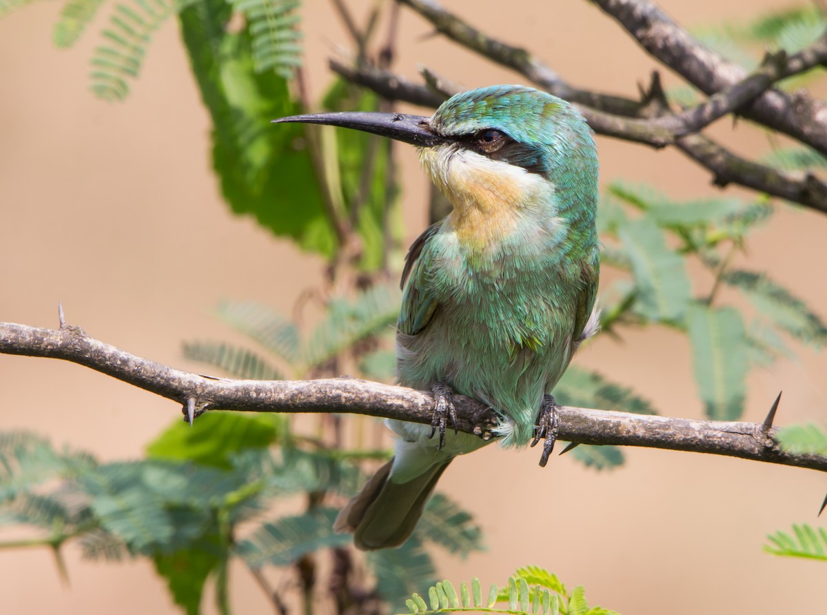 Blue-cheeked Bee-eater - ML644695703