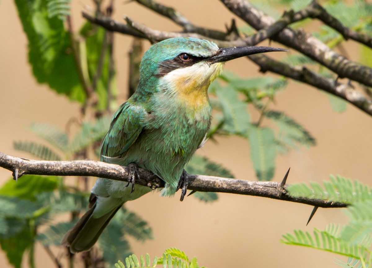 Blue-cheeked Bee-eater - ML644695704