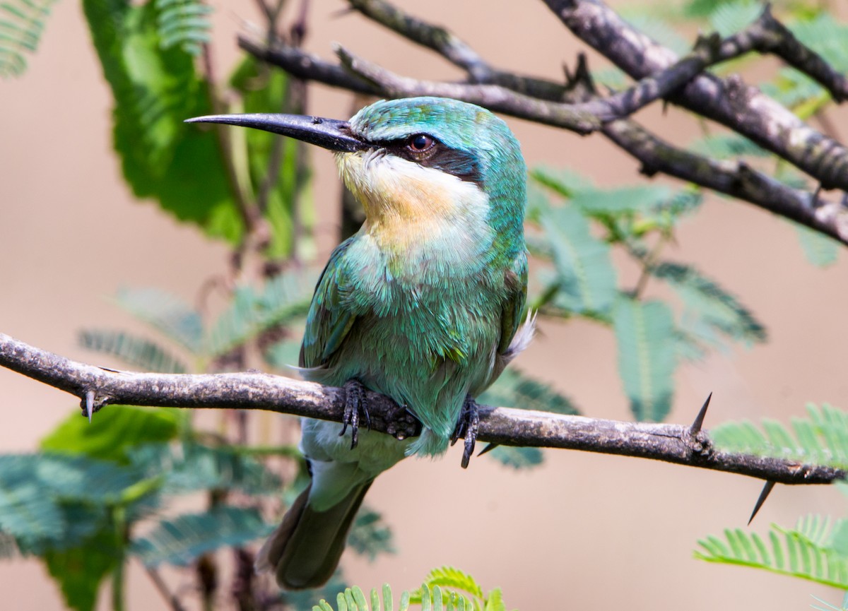 Blue-cheeked Bee-eater - ML644695706