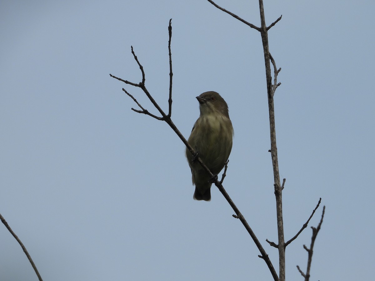 Thick-billed Flowerpecker - ML644695724