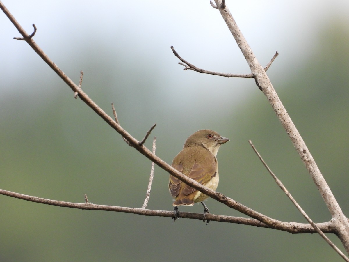 Thick-billed Flowerpecker - ML644695725