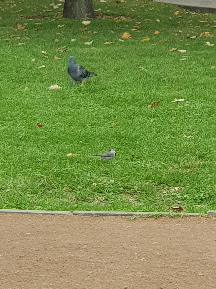 Lavandera Blanca - ML644695739