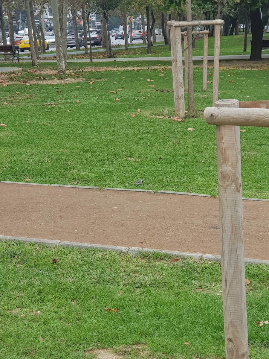 Lavandera Blanca - ML644695740