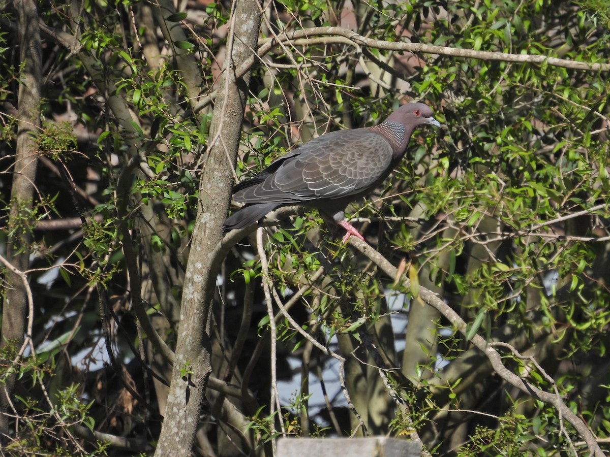 Темнохвостый голубь - ML644695773