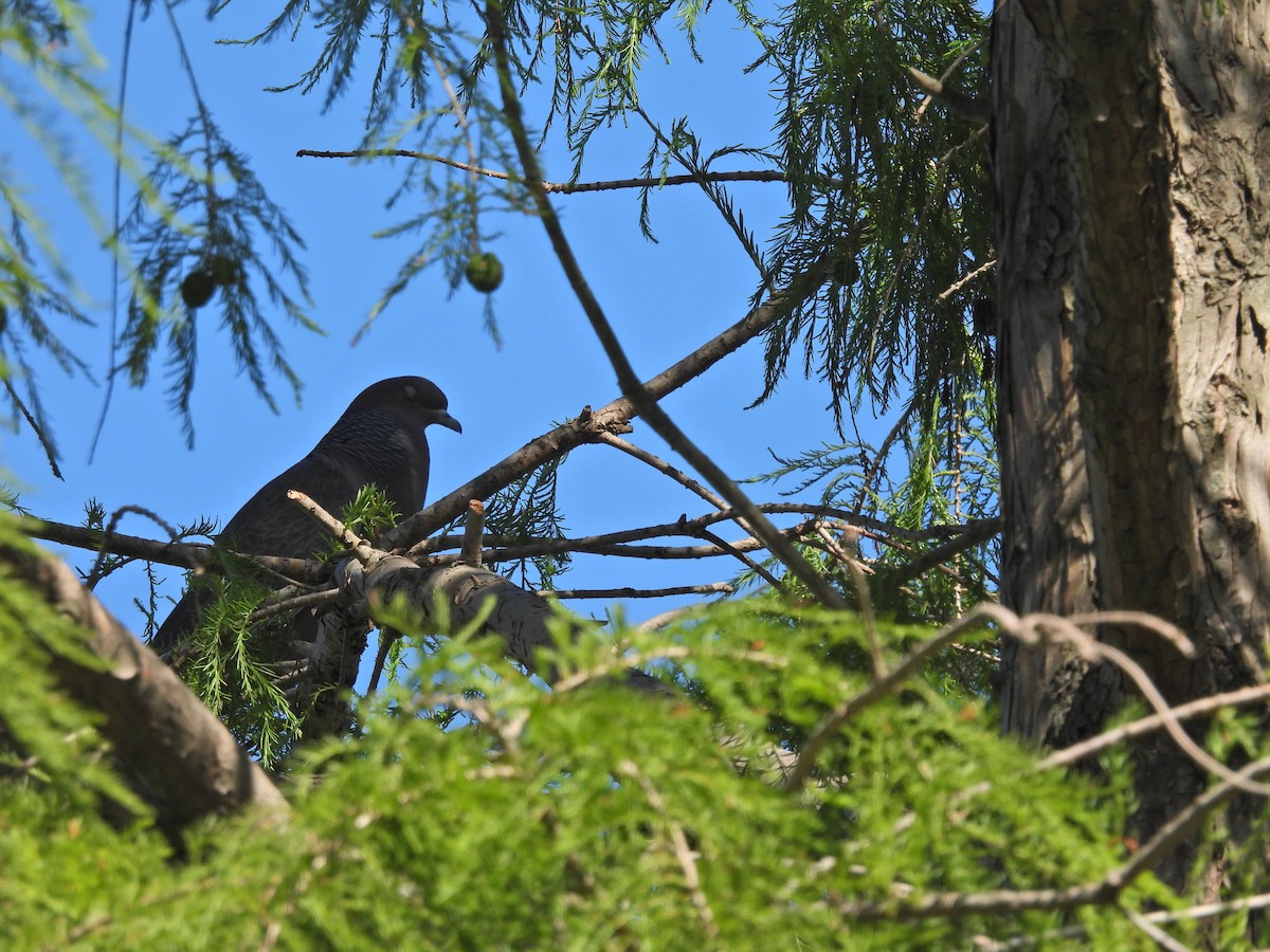 Темнохвостый голубь - ML644695774