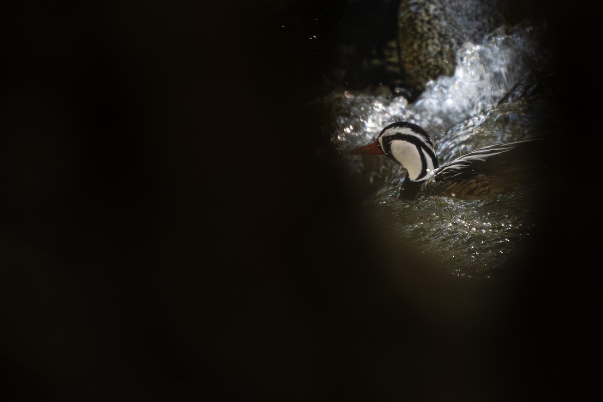 Torrent Duck - ML644695789